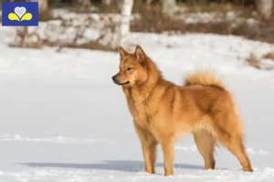 Read more about the article Finnspitz breeders and puppies in Brussels-Capital Region