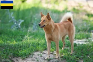 Read more about the article Finnenspitz breeders and puppies in Gelderland