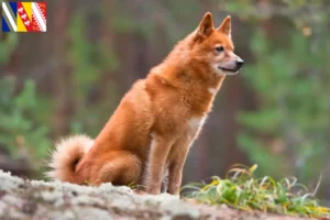 Read more about the article Finnspitz breeders and puppies in Grand Est