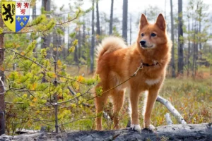 Read more about the article Finnspitz breeders and puppies in Hauts-de-France