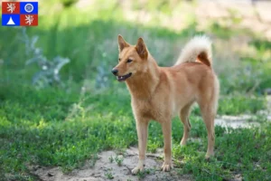 Read more about the article Finnspitz breeder and puppies in Liberec