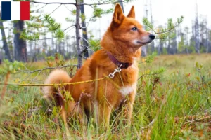 Read more about the article Finnspitz breeders and puppies in Martinique