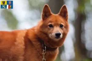 Read more about the article Finnspitz breeders and puppies in Moravia-Silesia