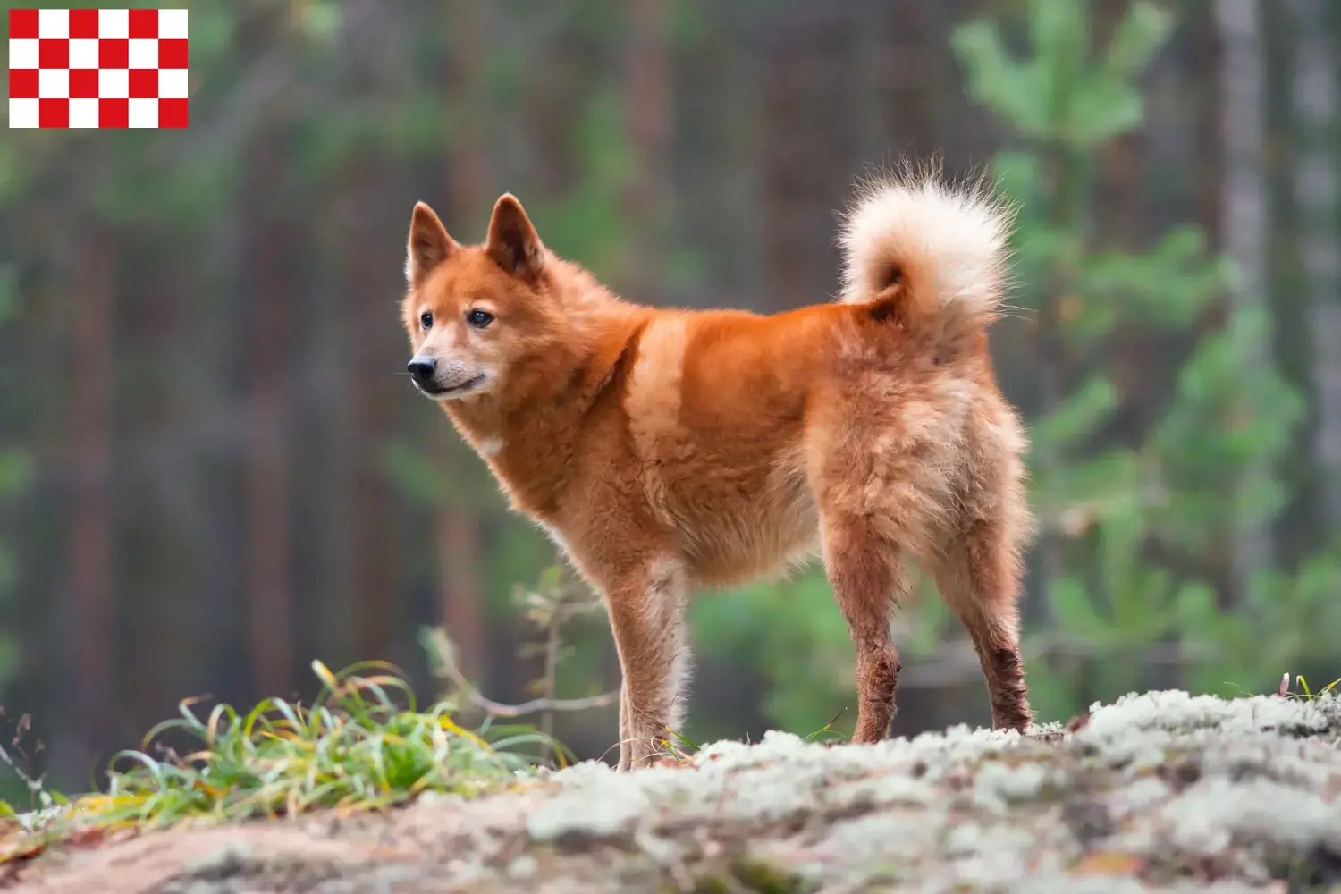 Finnspitz puppies and breeders North Brabant Here you can find Finnenspitze breeders in North Brabant.