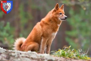 Read more about the article Finnspitz breeders and puppies in Pays de la Loire