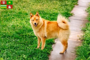 Read more about the article Finnspitz breeders and puppies in Pilsen