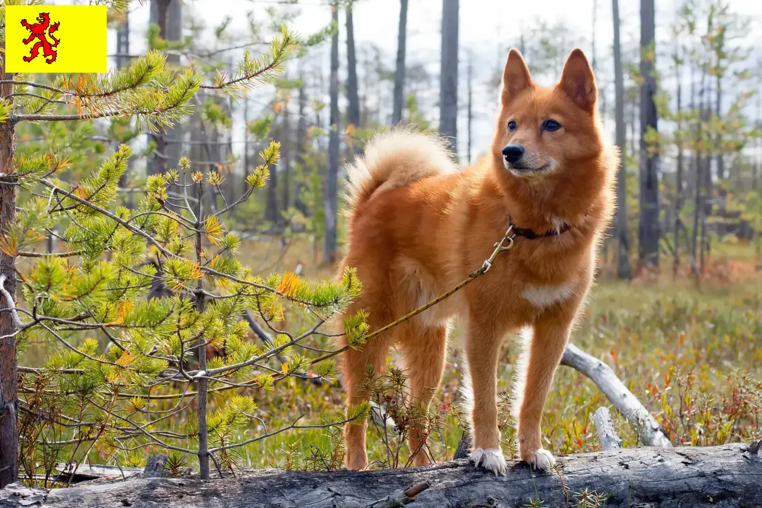 Finnspitz puppies and breeder South Holland Here you can find Finnenspitze breeders in Zuid-Holland.