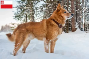 Read more about the article Finnspitz breeder and puppies in Utrecht
