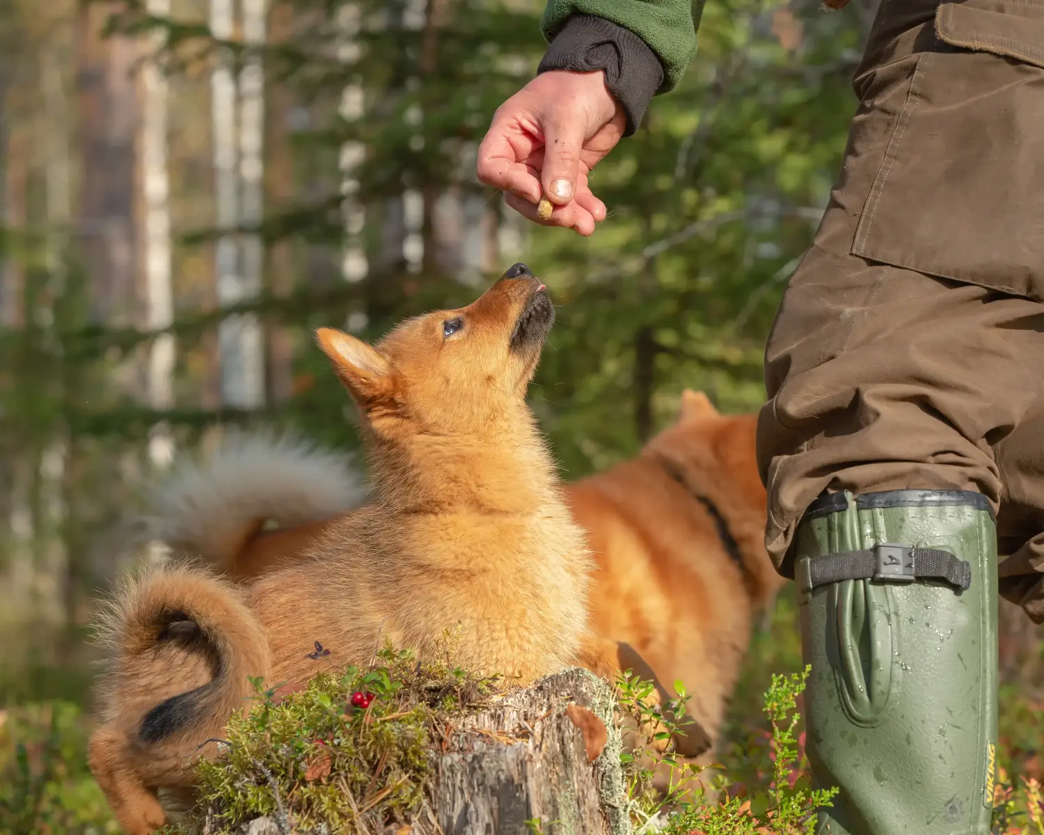 Buying a Finnspitz puppy means taking responsibility! Buy Finnspitz puppies.