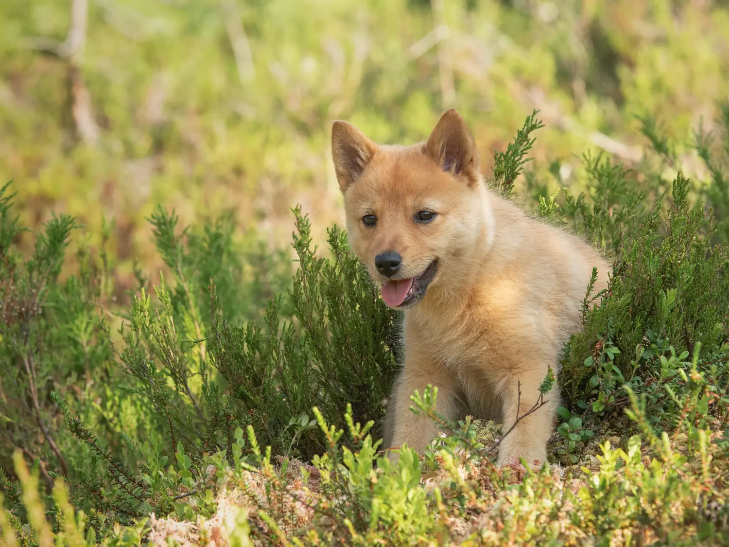 Buying a Finnspitz puppy means taking responsibility! Buy Finnspitz puppies.