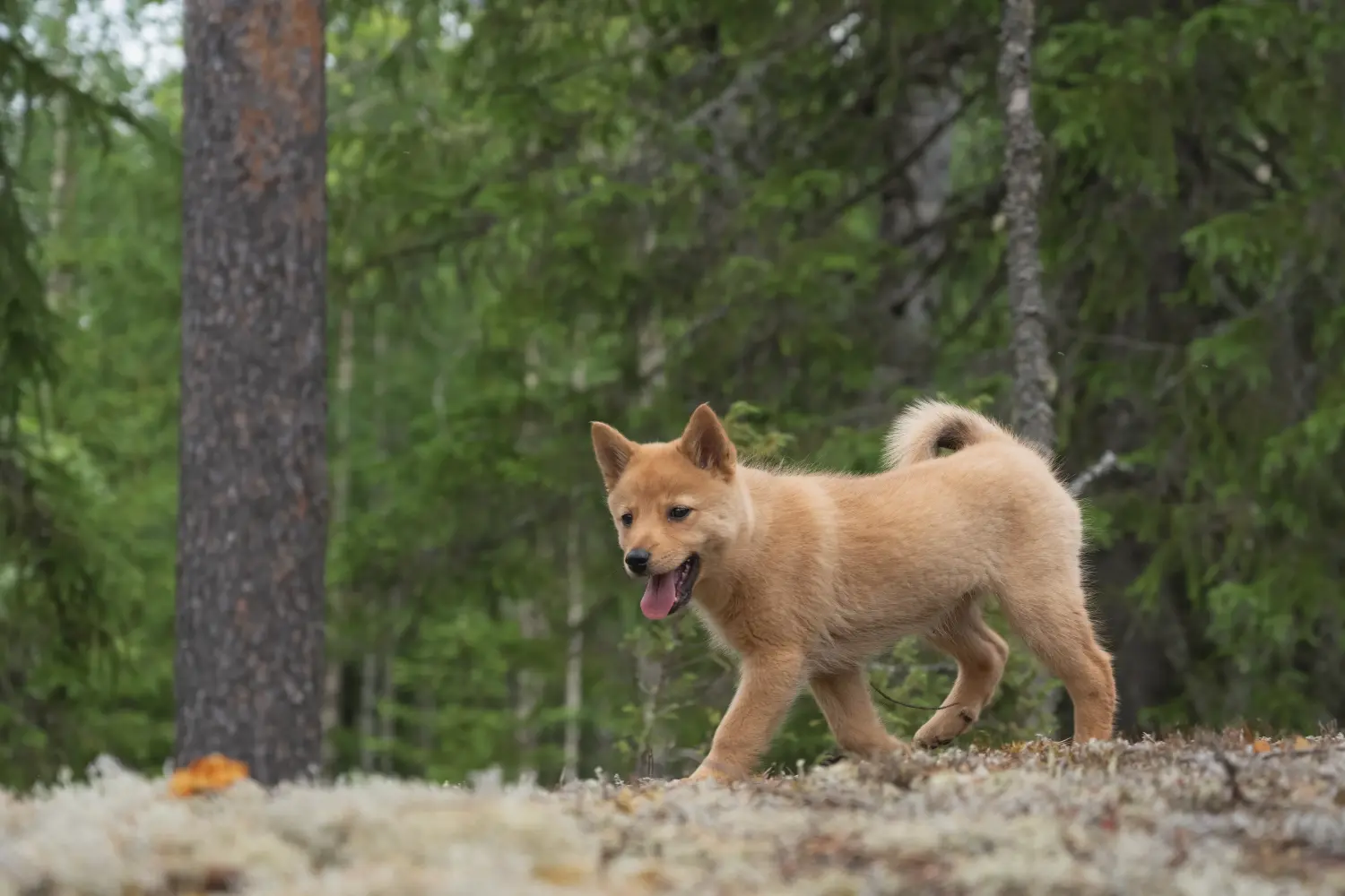 Buying a Finnspitz puppy means taking responsibility! Buy Finnspitz puppies.