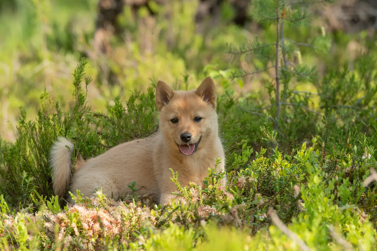 Buying a Finnspitz puppy means taking responsibility! Buy Finnspitz puppies.