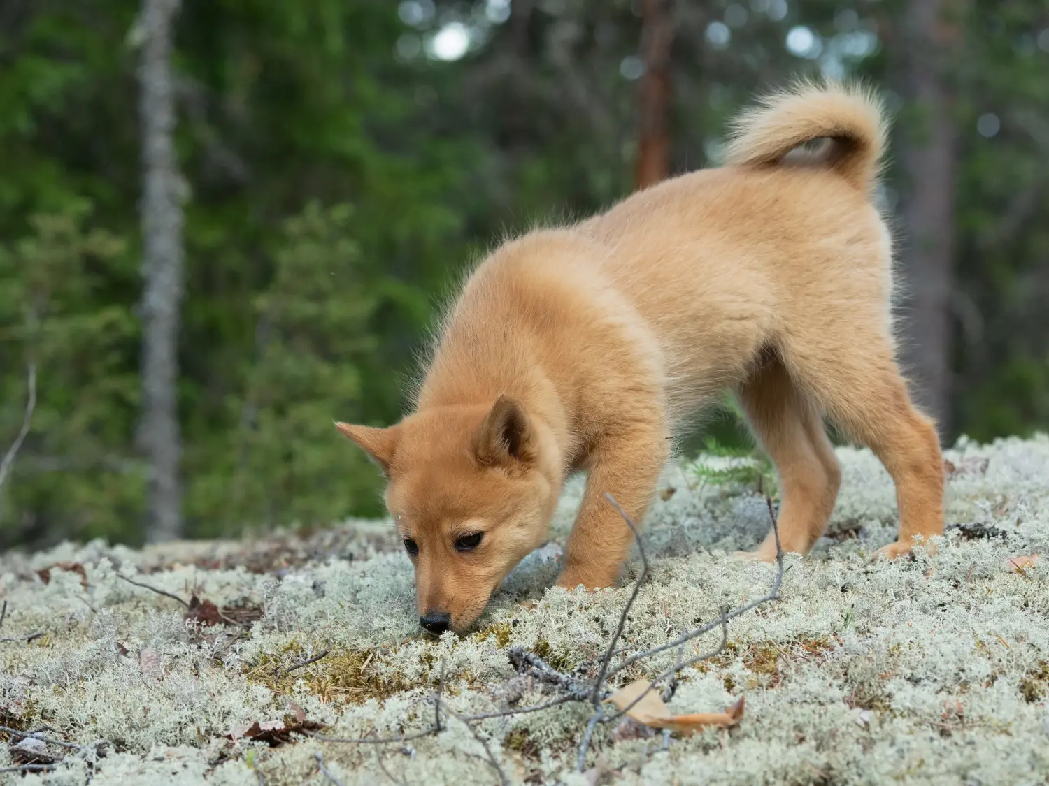 Buying a Finnspitz puppy means taking responsibility! Buy Finnspitz puppies.