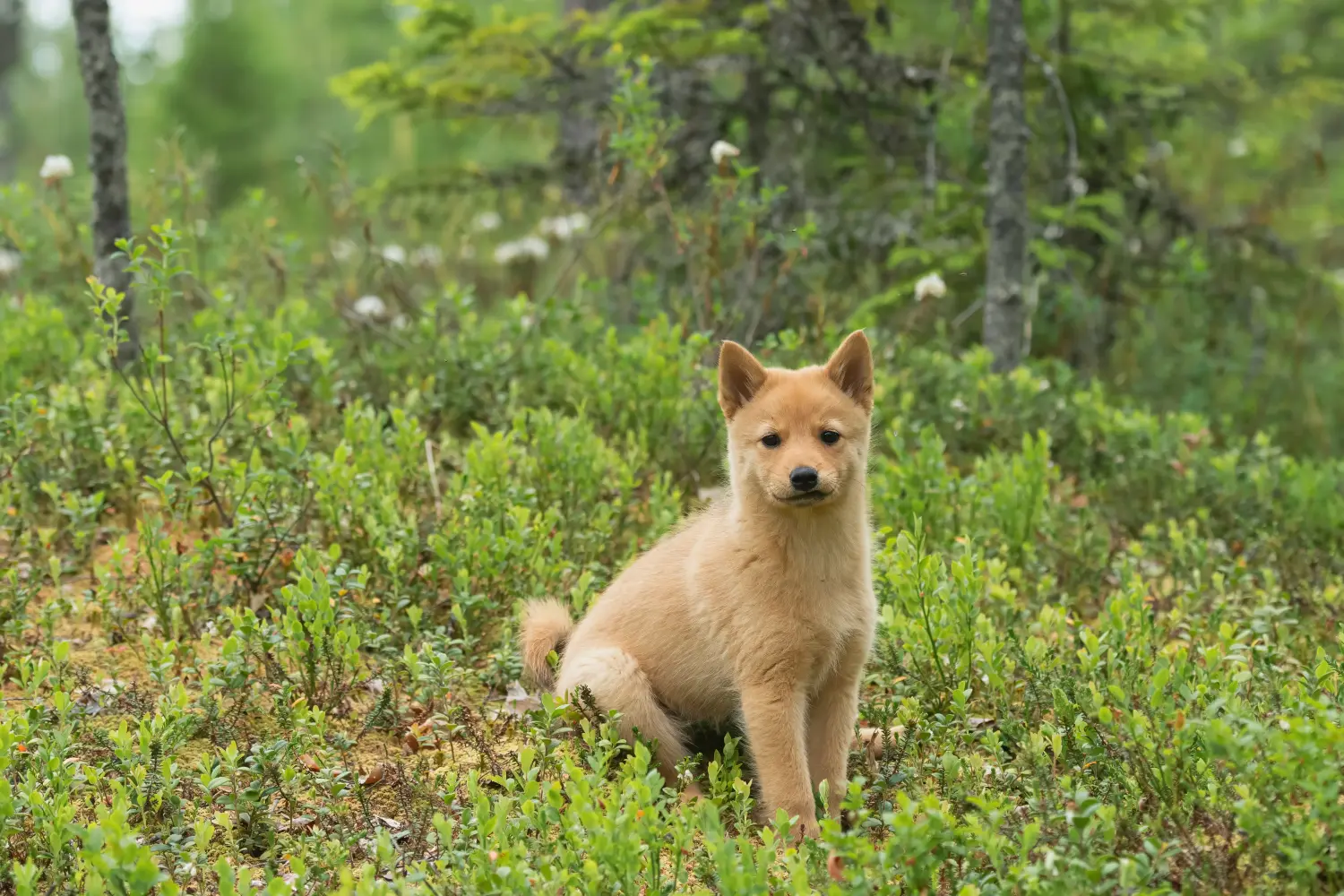 Buying a Finnspitz puppy means taking responsibility! Buy Finnspitz puppies.