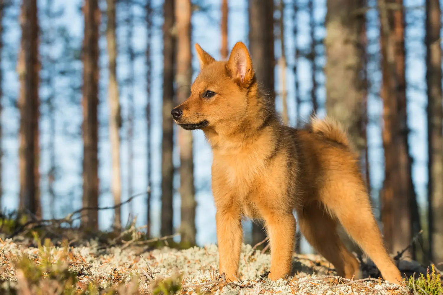 Buying a Finnspitz puppy means taking responsibility! Buy Finnspitz puppies.