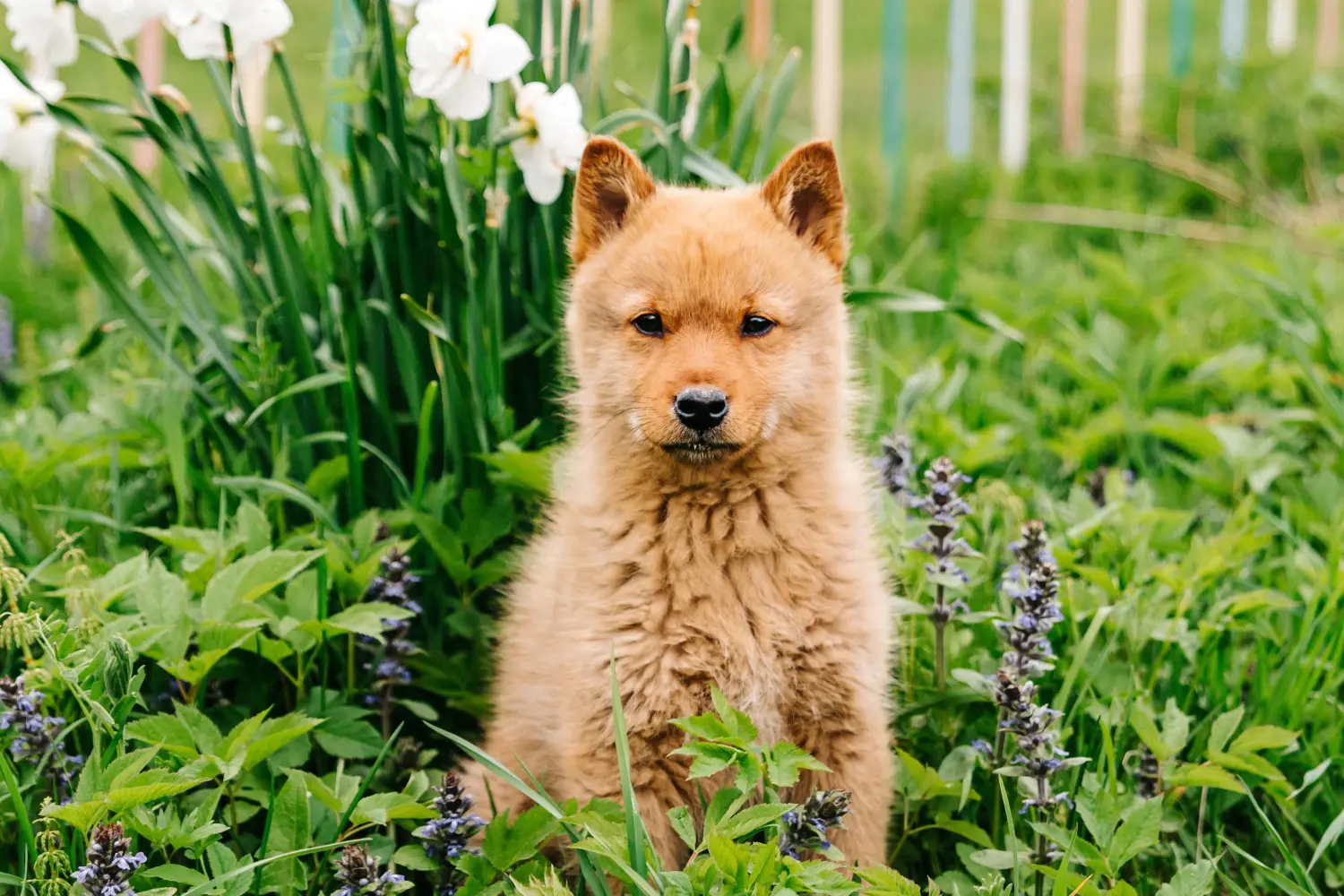 Buying a Finnspitz puppy means taking responsibility! Buy Finnspitz puppies.