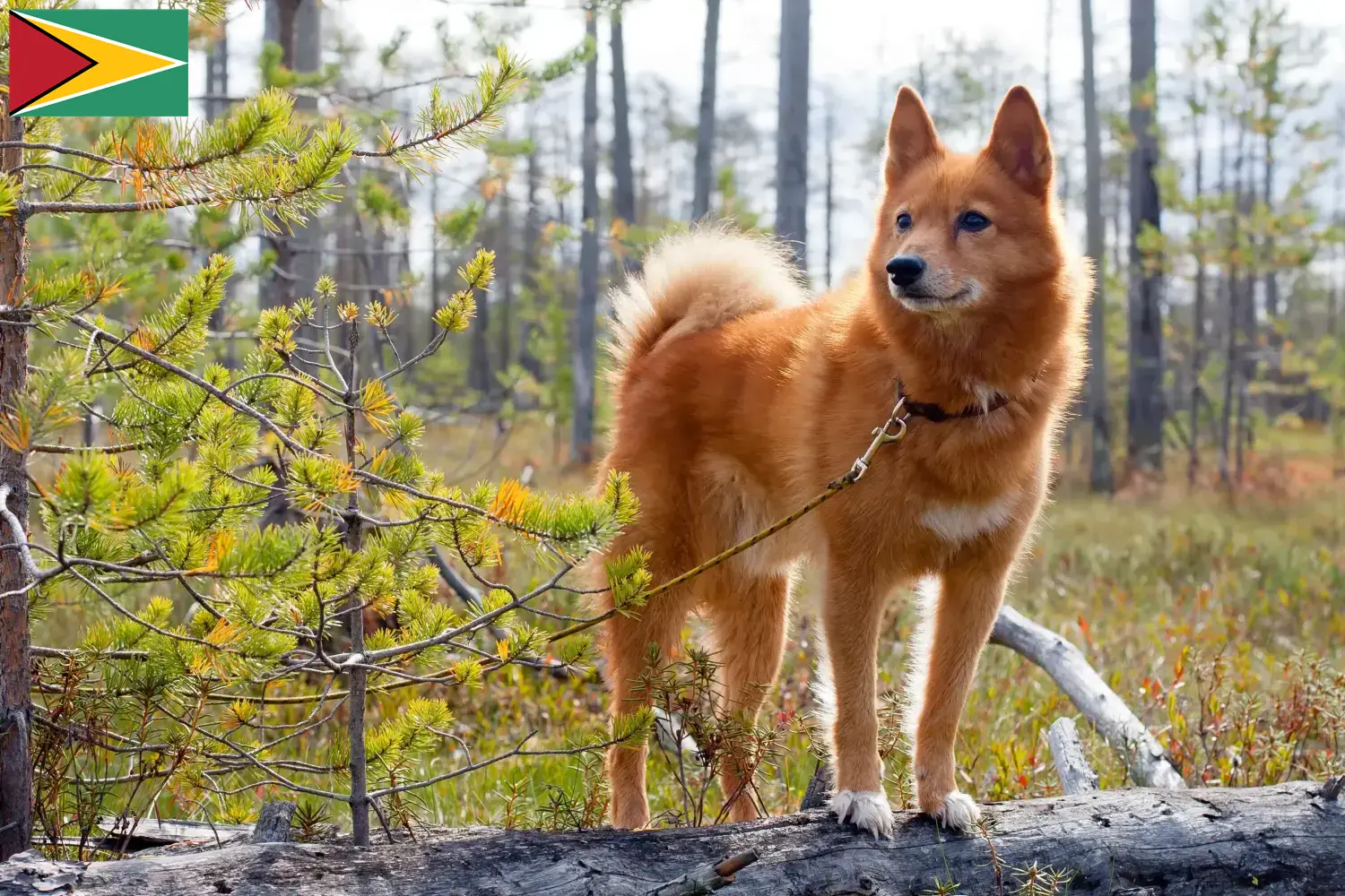 Finnspitz puppies and breeder Guyana Here you can find Finnenspitze breeders in Guyana.