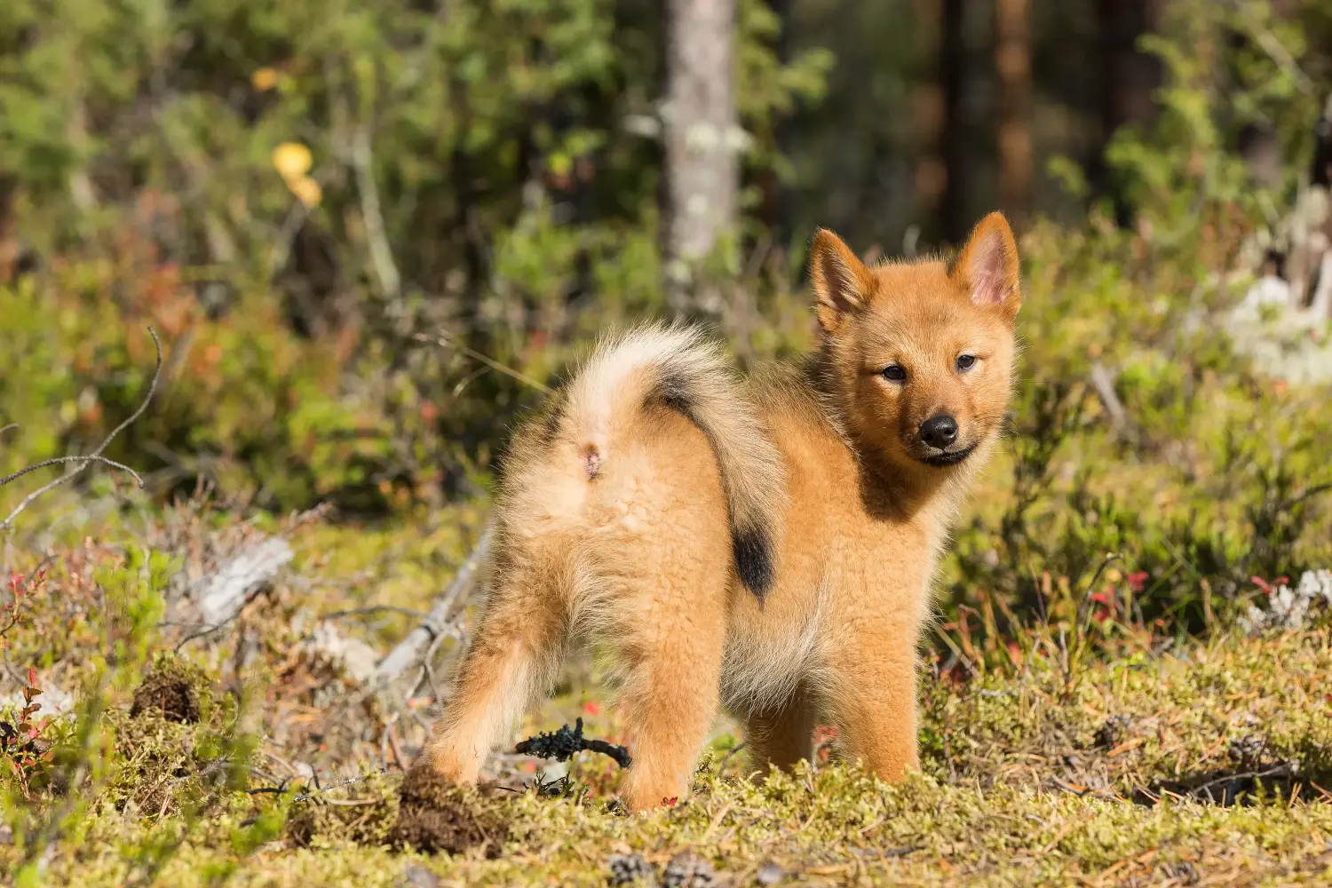 Buying a Finnspitz puppy means taking responsibility! Buy Finnspitz puppies.
