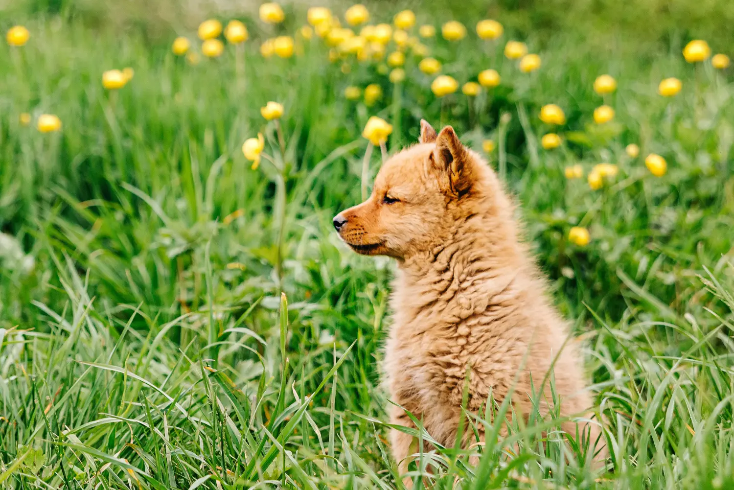Buying a Finnspitz puppy means taking responsibility! Buy Finnspitz puppies.