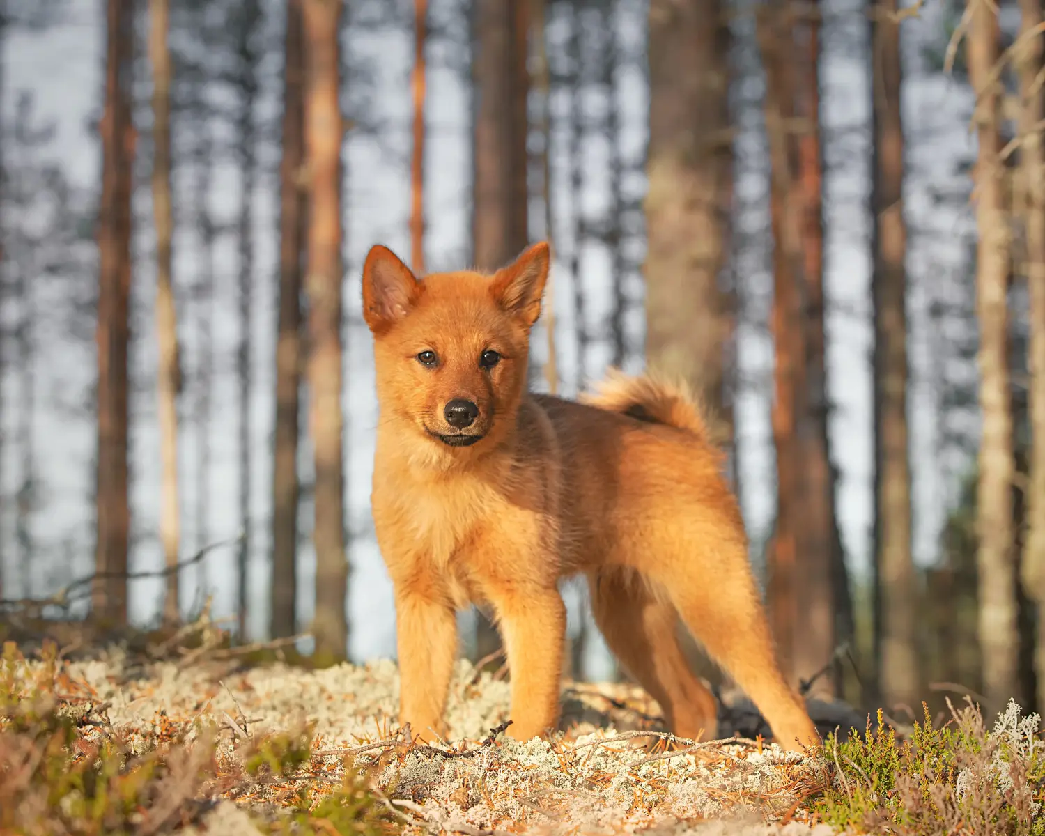 Buying a Finnspitz puppy means taking responsibility! Buy Finnspitz puppies.