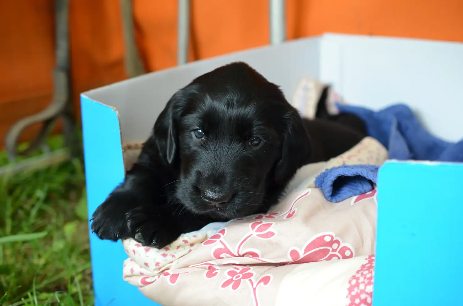 Buying a Flat Coated Retriever puppy means taking responsibility! Buy Flat Coated Retriever puppies.