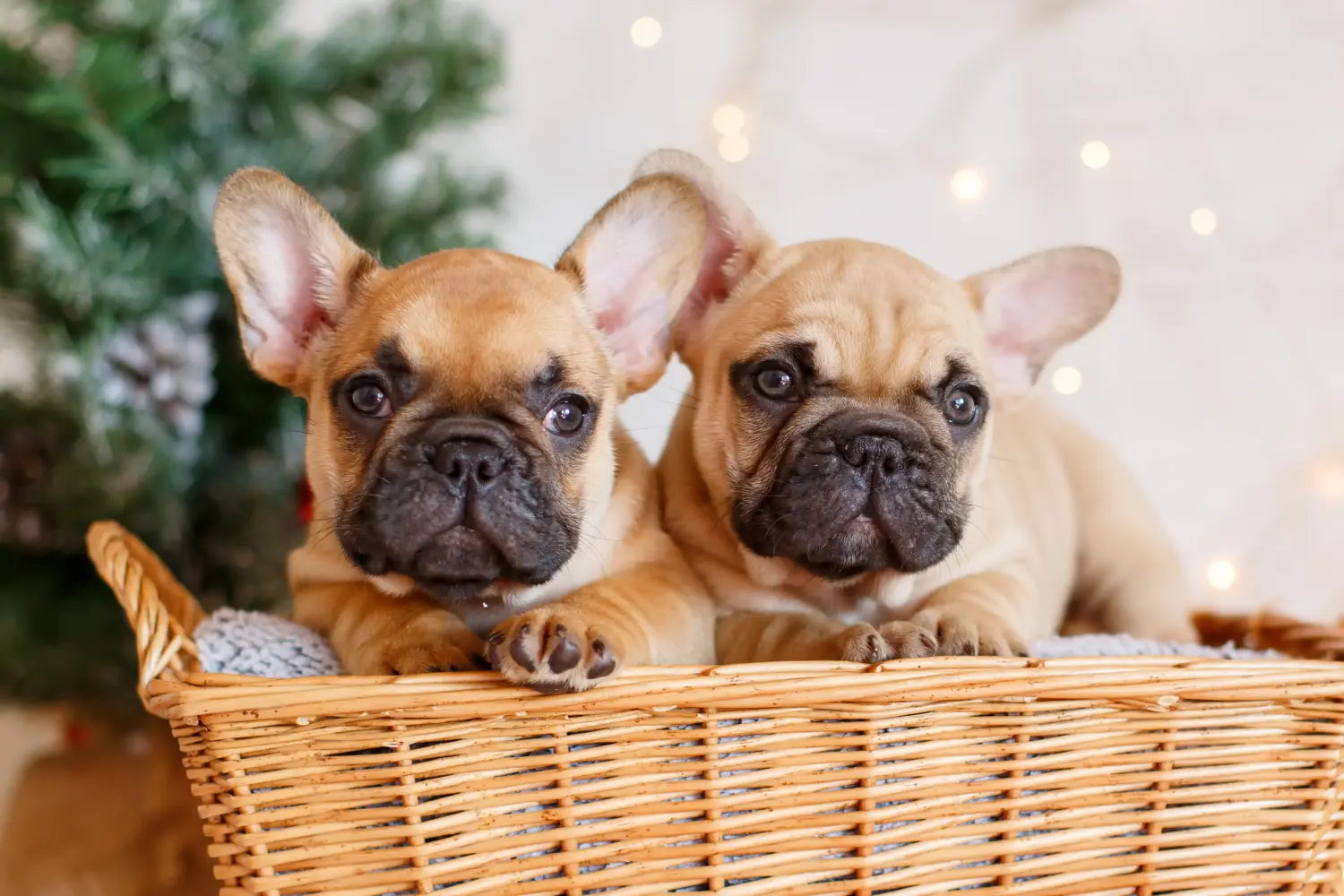 Buying a French Bulldog puppy means taking responsibility! Buy French Bulldog puppies.