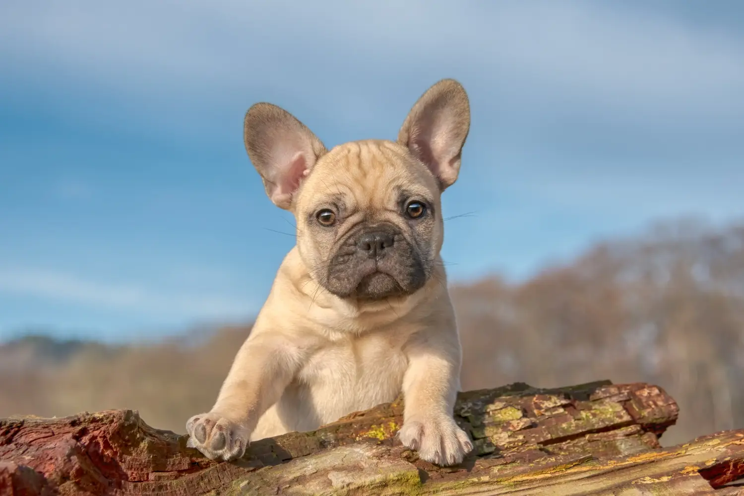 Buying a French Bulldog puppy means taking responsibility! Buy French Bulldog puppies.