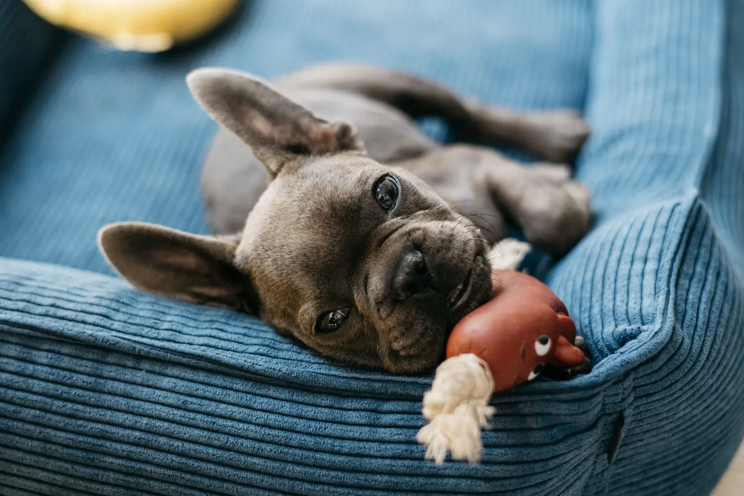 Buying a French Bulldog puppy means taking responsibility! Buy French Bulldog puppies.