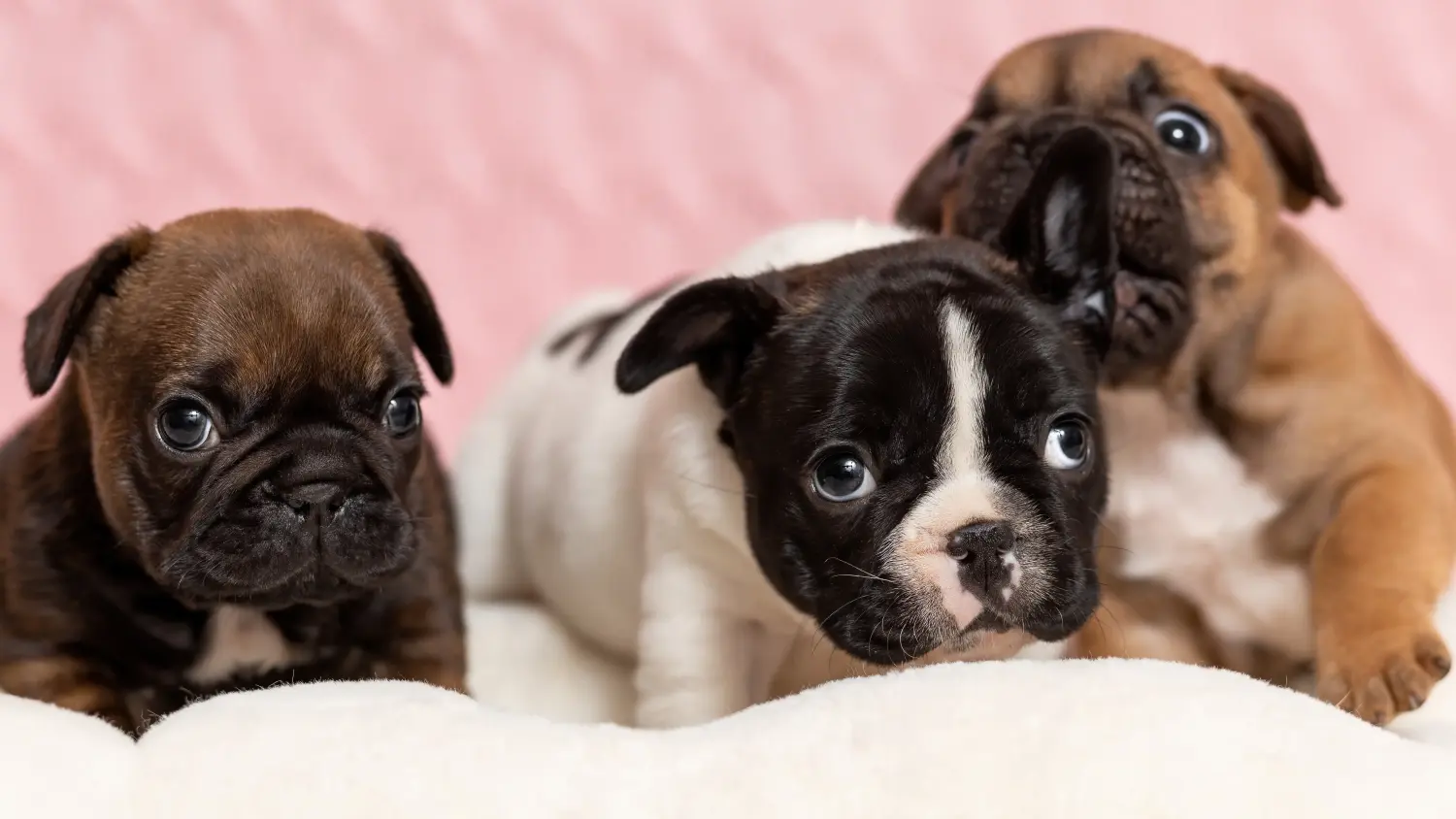 Buying a French Bulldog puppy means taking responsibility! Buy French Bulldog puppies.