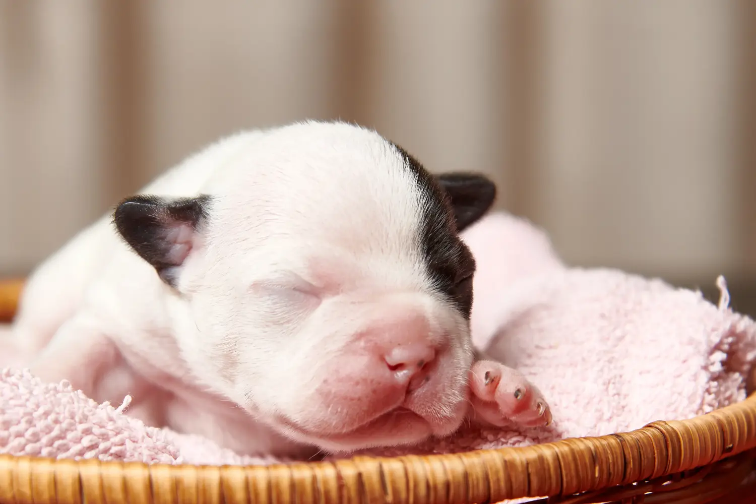 Buying a French Bulldog puppy means taking responsibility! Buy French Bulldog puppies.