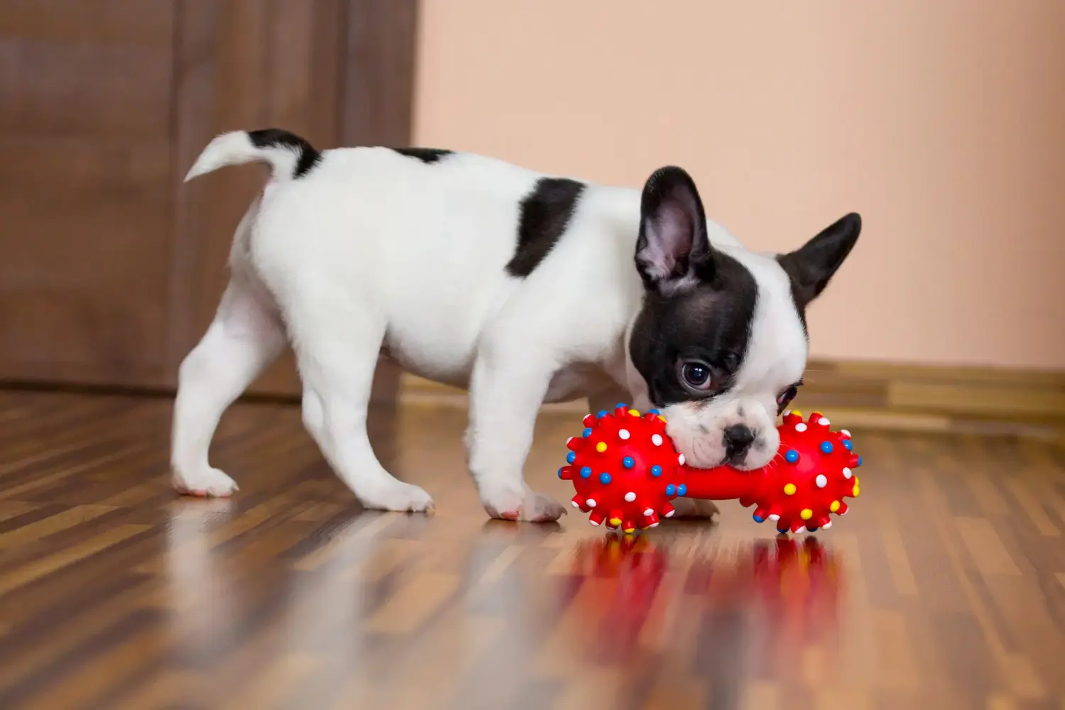 Buying a French Bulldog puppy means taking responsibility! Buy French Bulldog puppies.