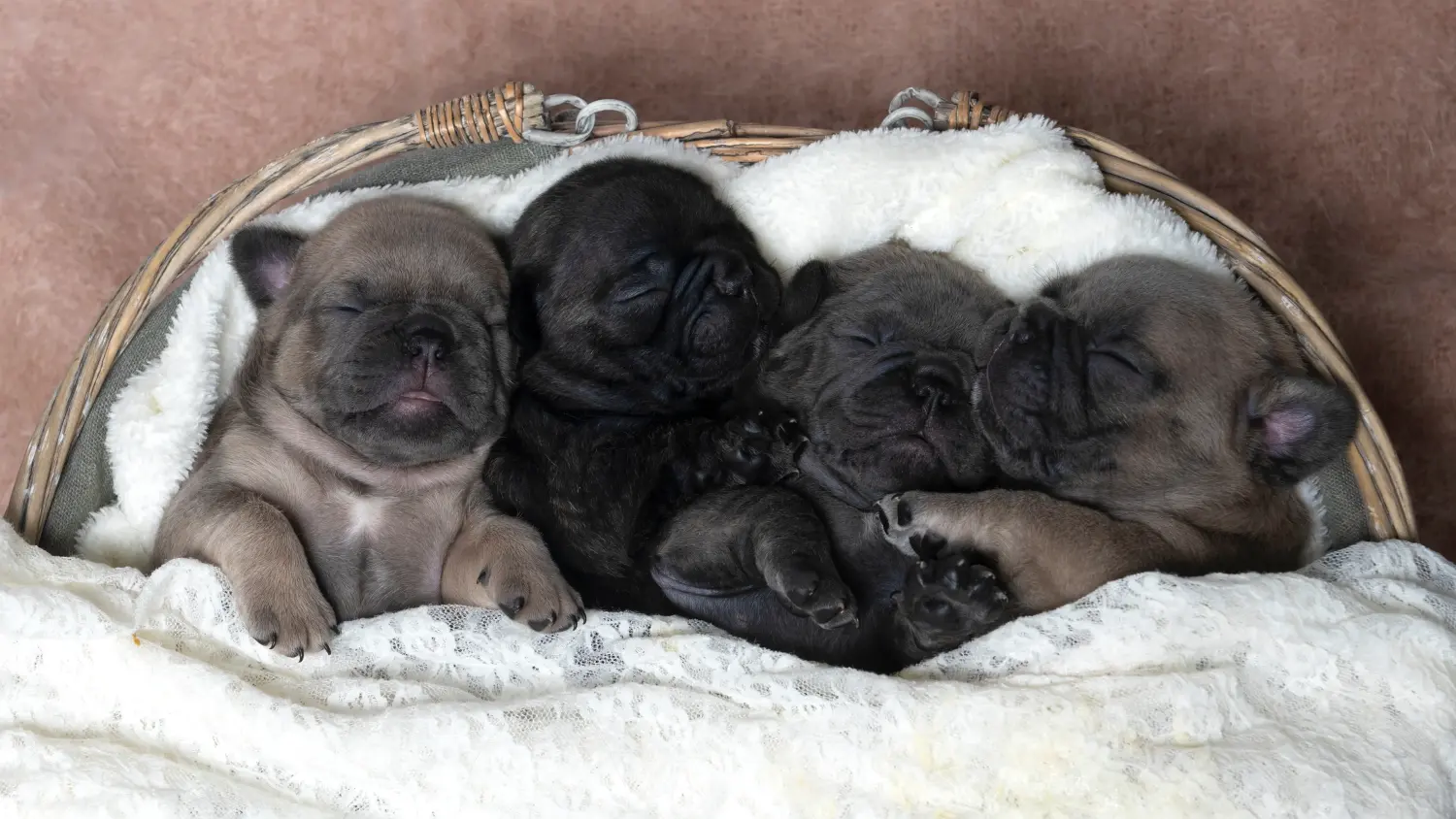 Buying a French Bulldog puppy means taking responsibility! Buy French Bulldog puppies.