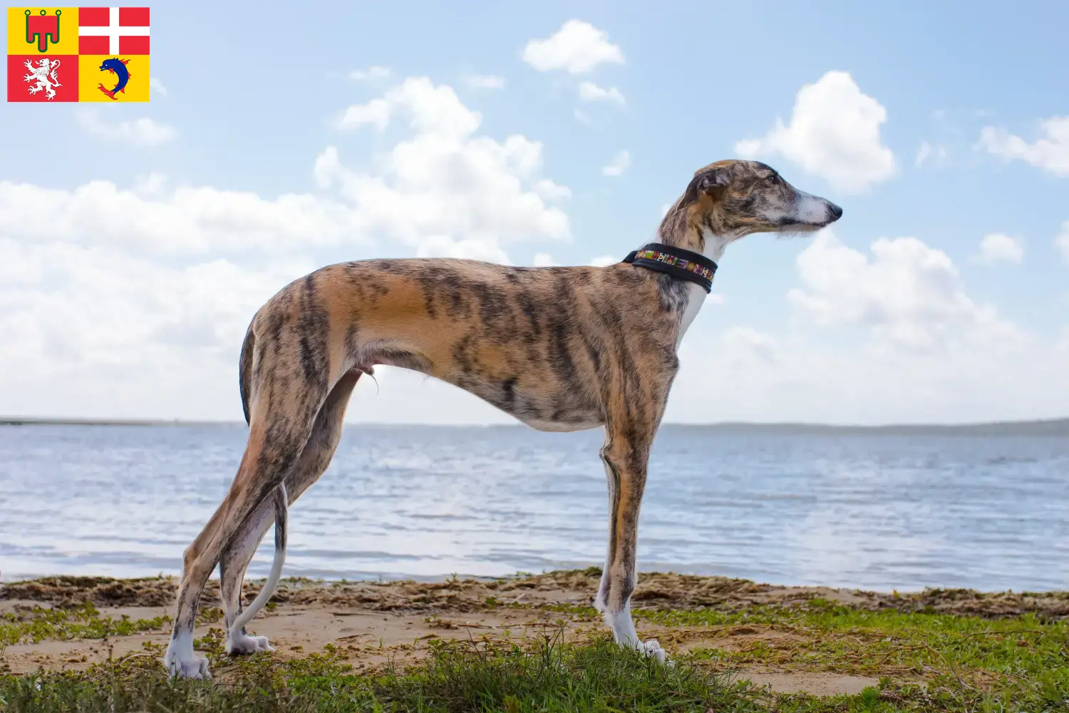 Galgo Espanol puppies and breeders Auvergne-Rhône-Alpes Find Galgo Espanols breeders in Auvergne-Rhône-Alpes.