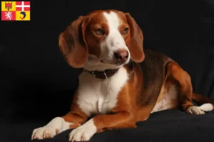 Read more about the article German Bracke breeders and puppies in Auvergne-Rhône-Alpes