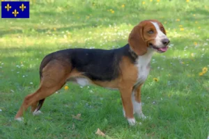 Read more about the article German Bracke breeders and puppies in Île-de-France