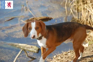 Read more about the article German Bracke breeders and puppies in Nouvelle-Aquitaine