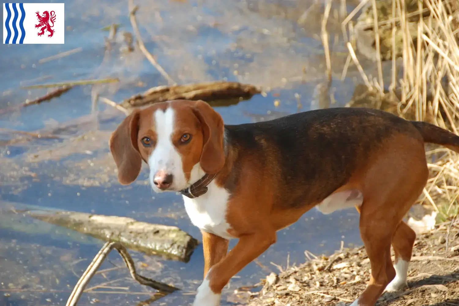 Read more about the article German Bracke breeders and puppies in Nouvelle-Aquitaine