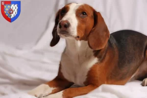 Read more about the article German Bracke breeders and puppies in Pays de la Loire