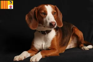 Read more about the article German Bracke breeders and puppies in Provence-Alpes-Côte d’Azur