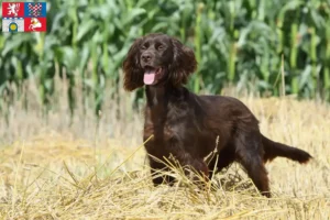 Read more about the article German Longhair breeders and puppies in Pardubice