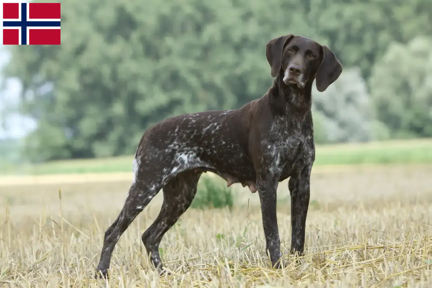 German Shorthair puppies and breeders Norway Here you can find German Shorthair breeders in Norway.