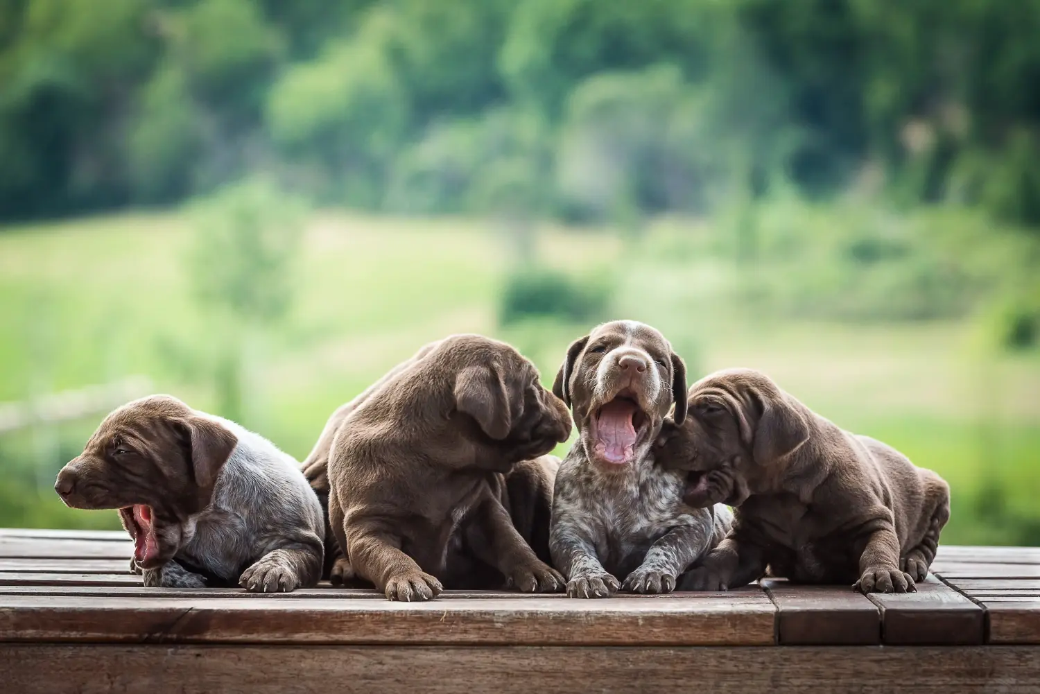 Buying a German Shorthair puppy means taking responsibility! Buy German Shorthair puppies.