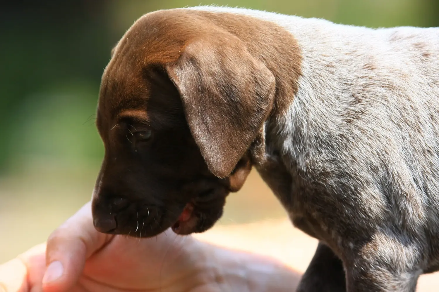 Buying a German Shorthair puppy means taking responsibility! Buy German Shorthair puppies.