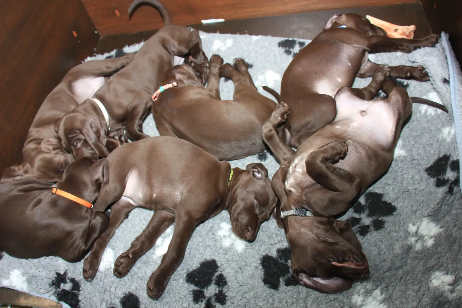 Buying a German Shorthair puppy means taking responsibility! Buy German Shorthair puppies.