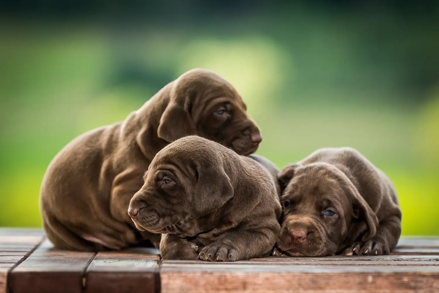 Buying a German Shorthair puppy means taking responsibility! Buy German Shorthair puppies.
