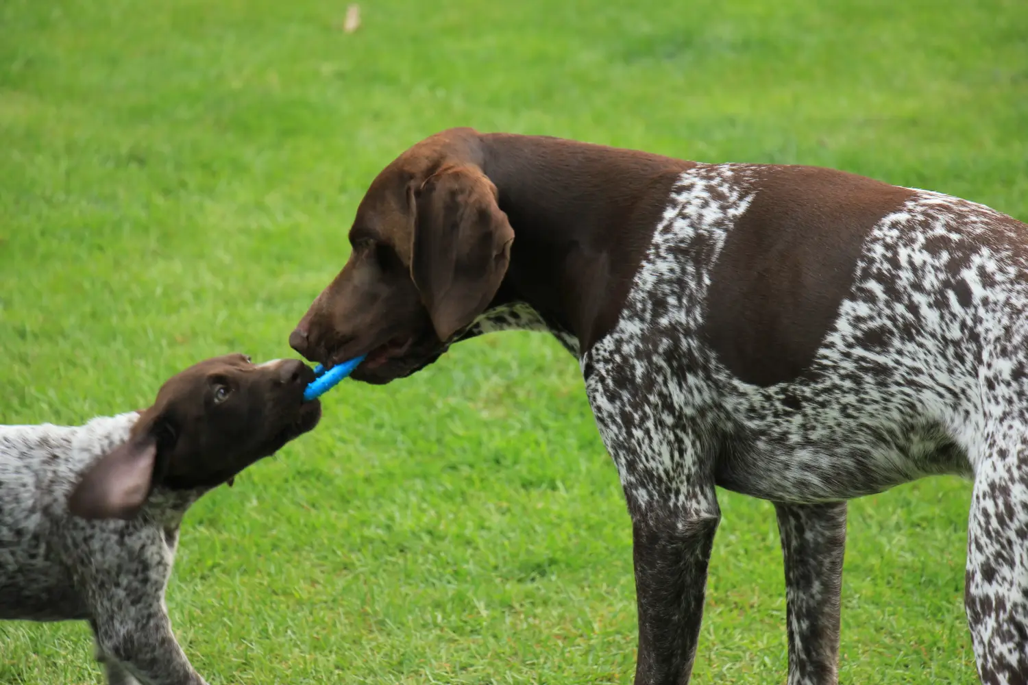 Buying a German Shorthair puppy means taking responsibility! Buy German Shorthair puppies.