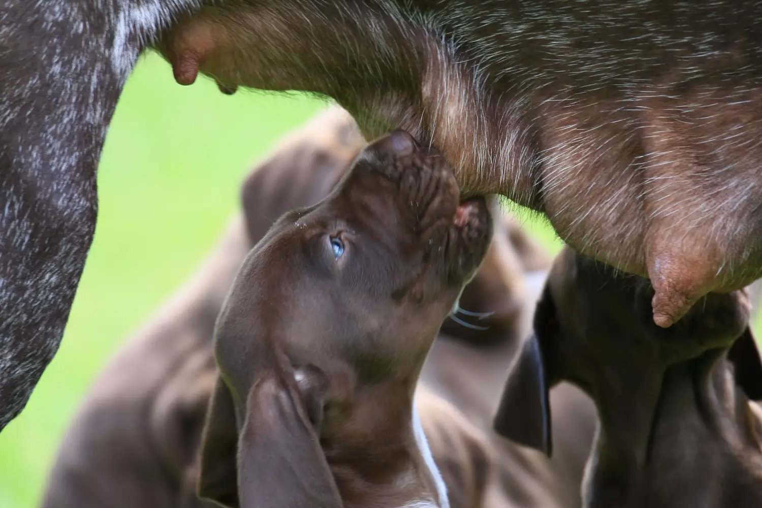 Buying a German Shorthair puppy means taking responsibility! Buy German Shorthair puppies.