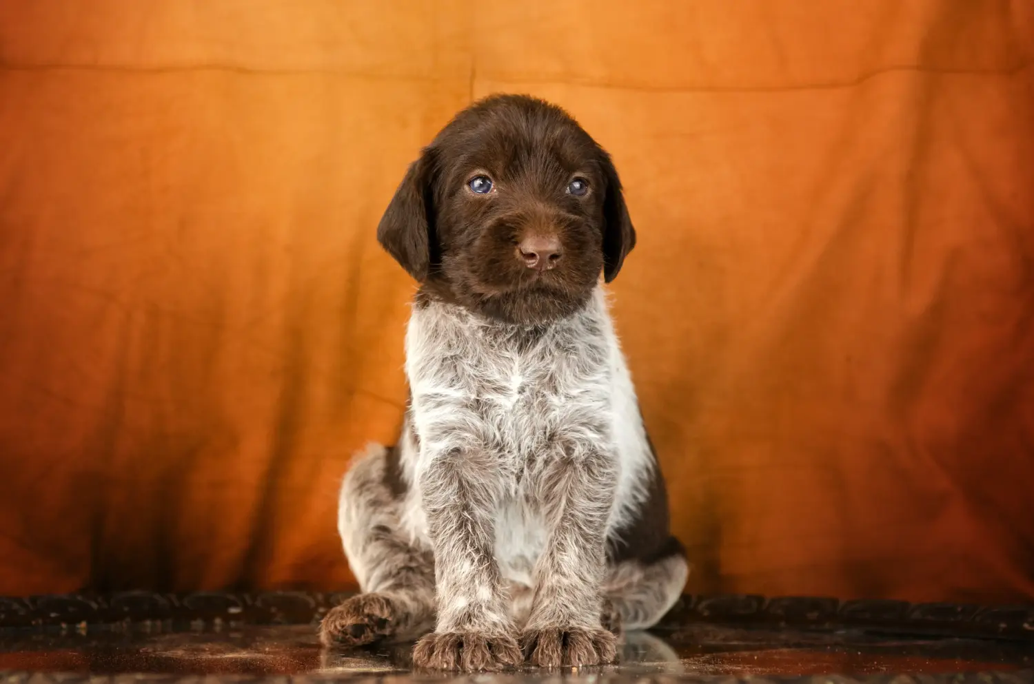 Buying a German Wirehaired puppy means taking responsibility! Buy German Wirehaired puppies.