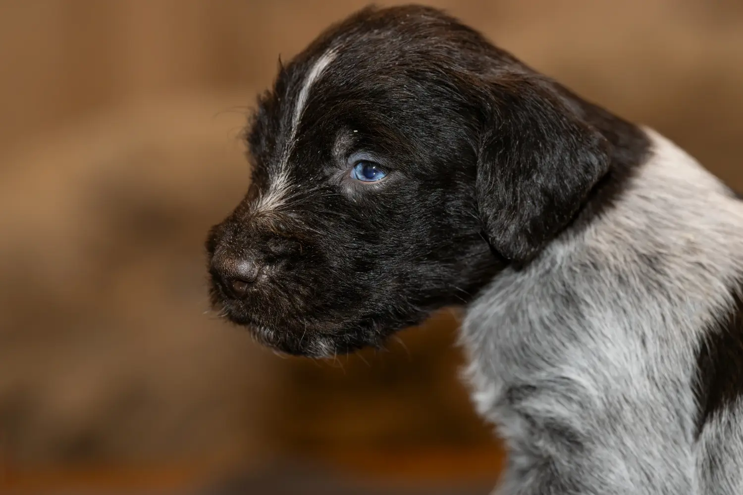Buying a German Wirehaired puppy means taking responsibility! Buy German Wirehaired puppies.
