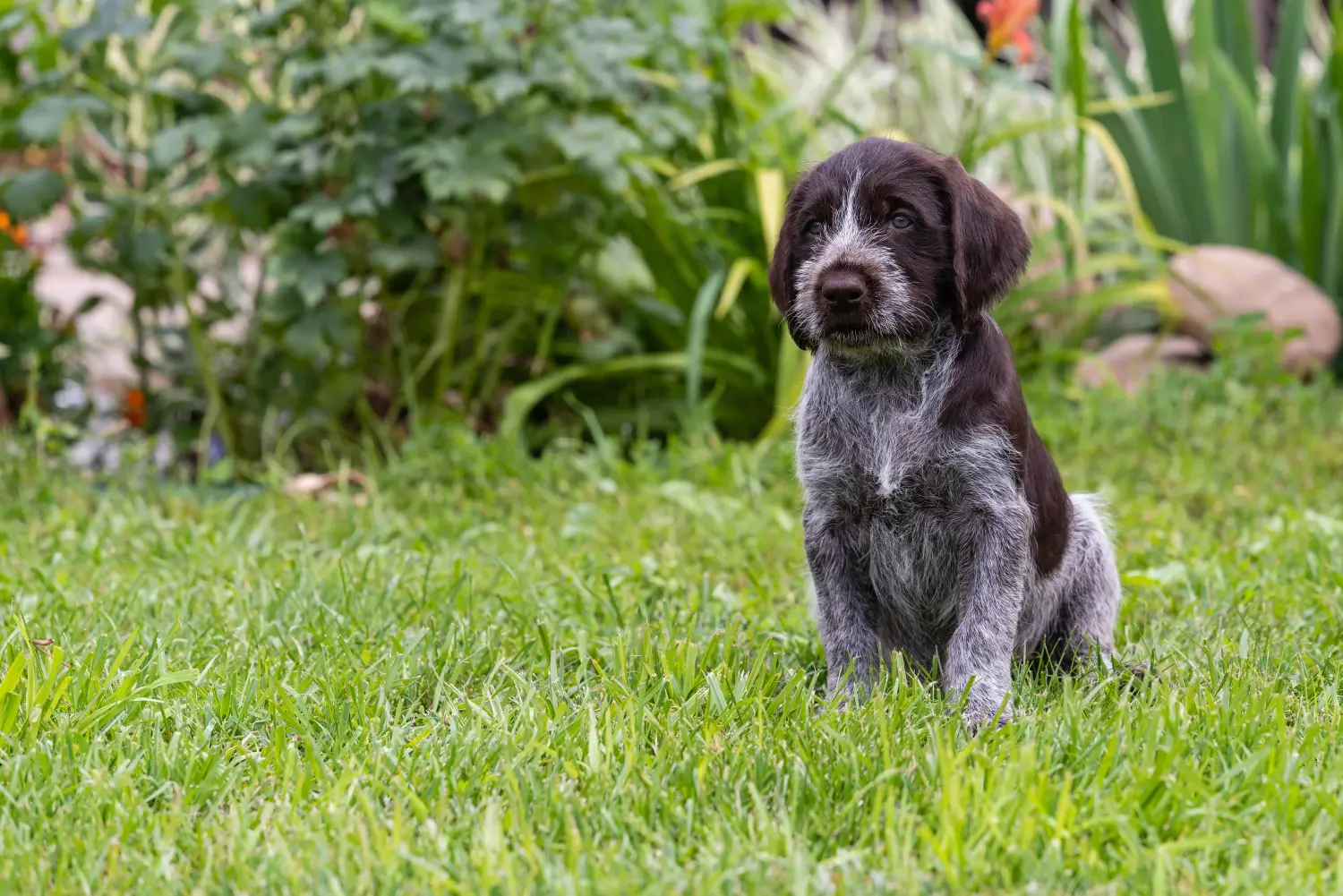 Buying a German Wirehaired puppy means taking responsibility! Buy German Wirehaired puppies.